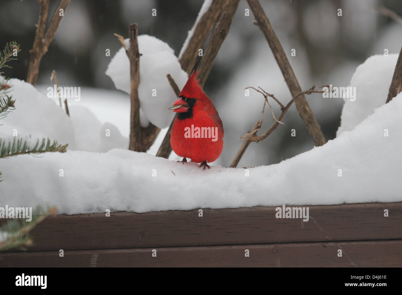 male Cardinal bird with a sunflower seed in mouth on snow Stock Photo