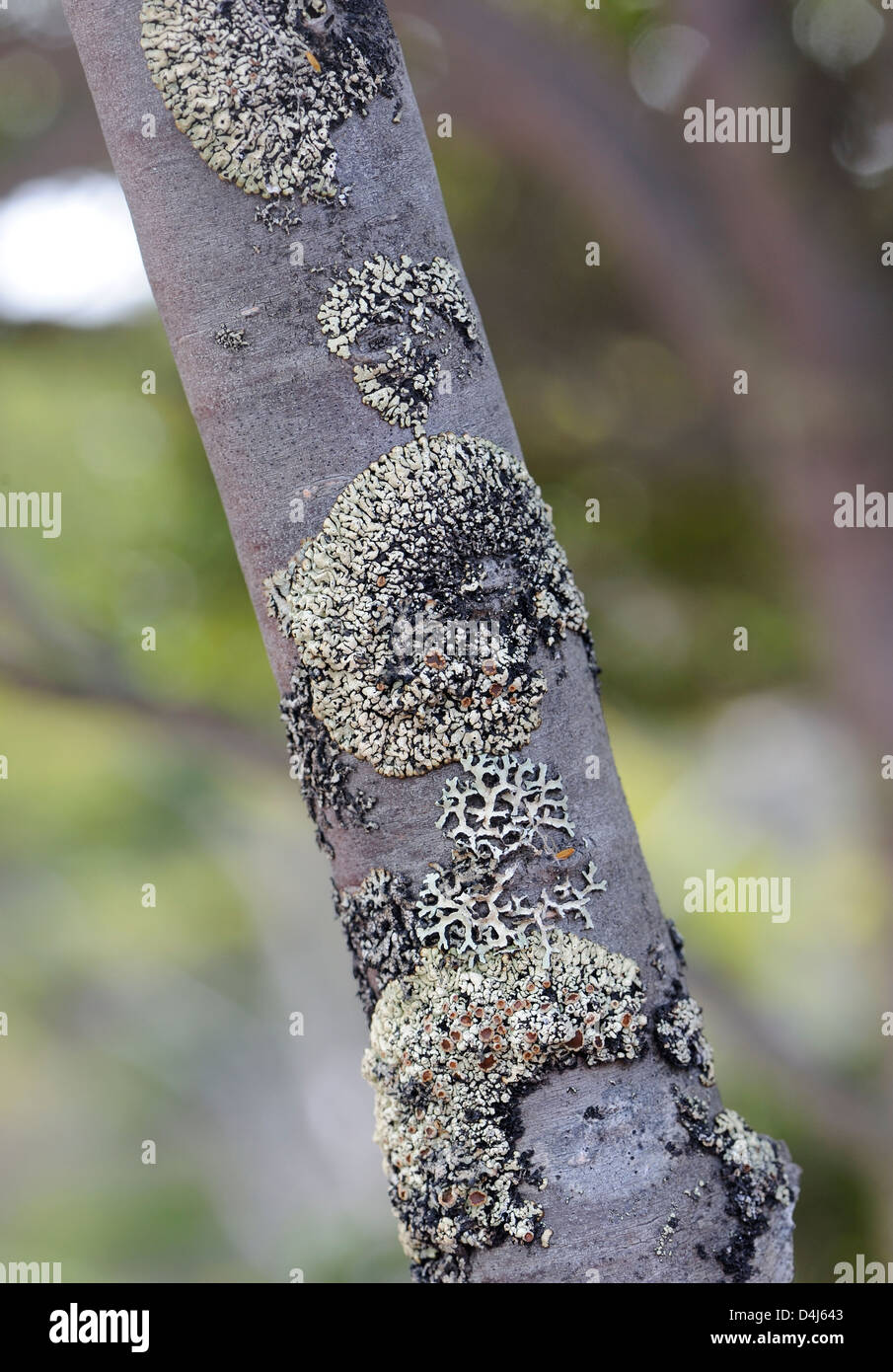 Lichens growing on Southern Beech (Nothofagus species) branches near the foot of the Pia Glacier Stock Photo