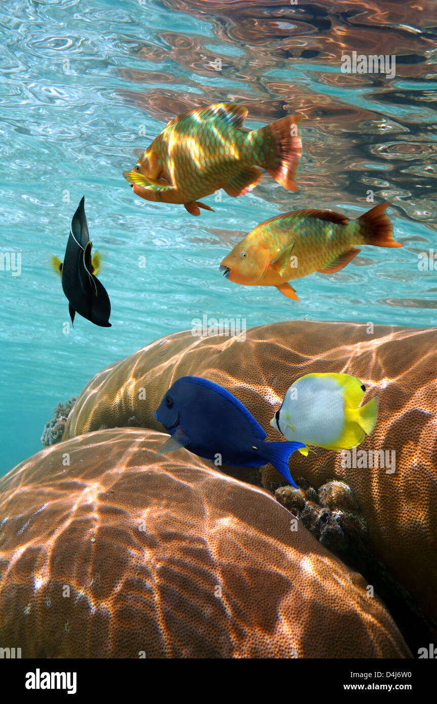 Underwater colorful tropical fish with coral below water surface, Caribbean sea Stock Photo