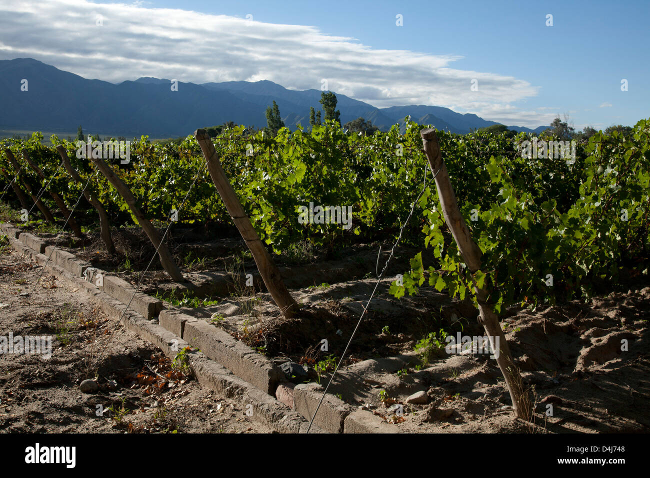 Vineyard in wine growing Cafayate region with Torrontes white grapes in Salta, Argentina Stock Photo