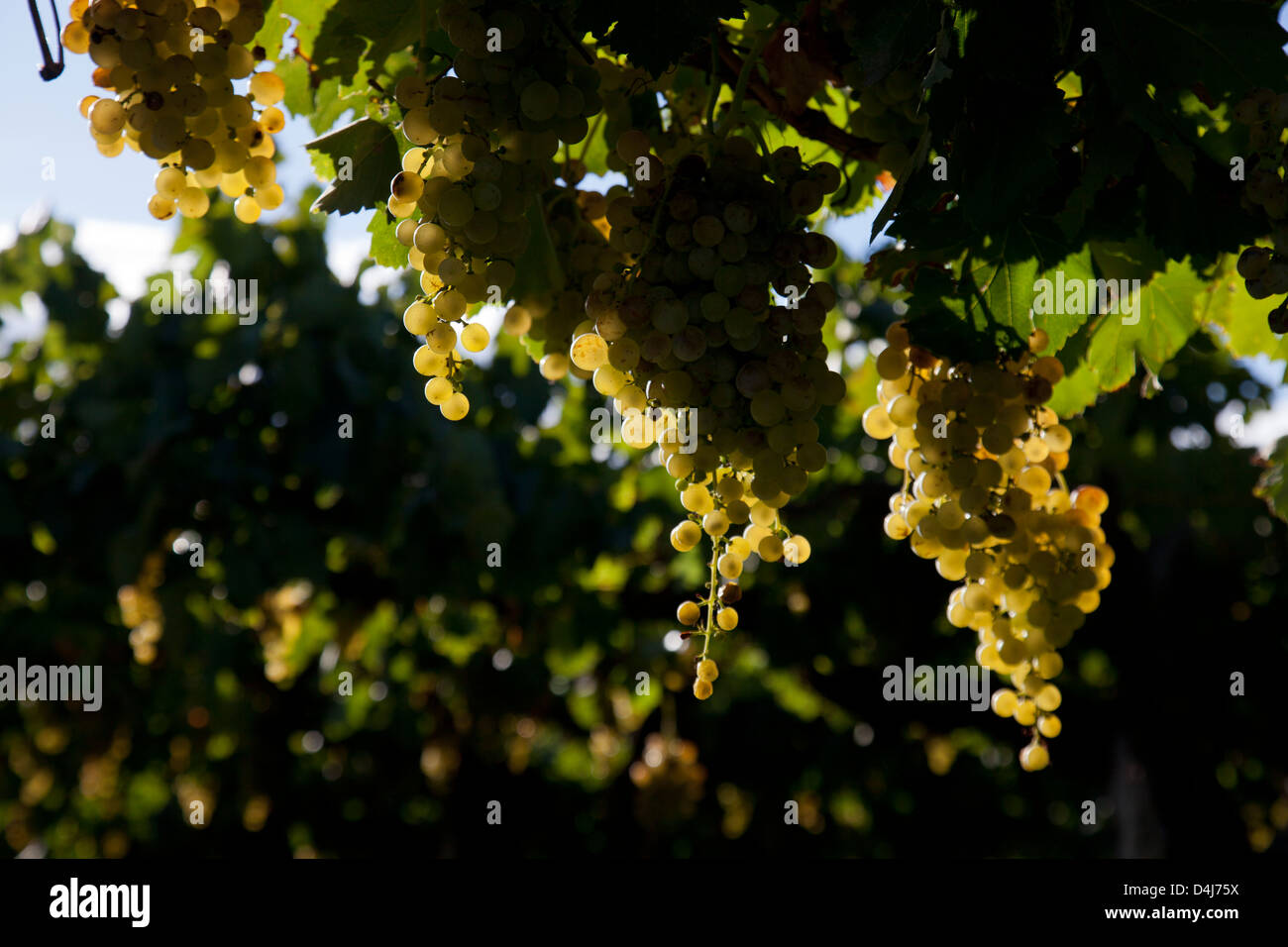 Vineyard in wine growing Cafayate region with Torrontes white grapes in Salta, Argentina Stock Photo