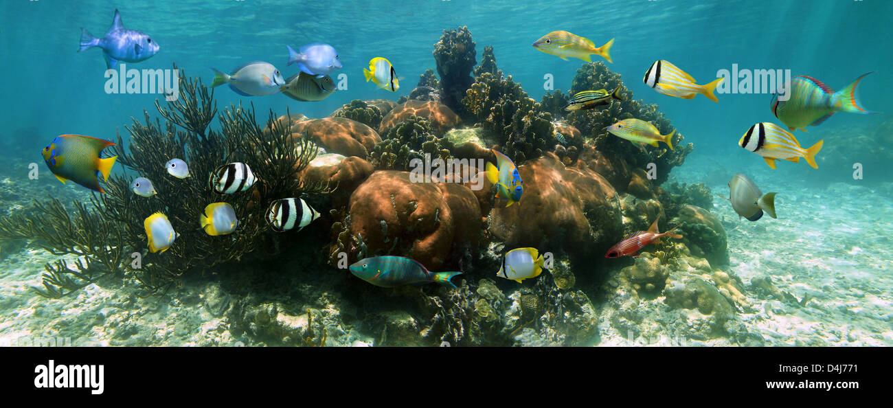 Coral reef underwater panorama with colorful tropical fish, Caribbean sea Stock Photo