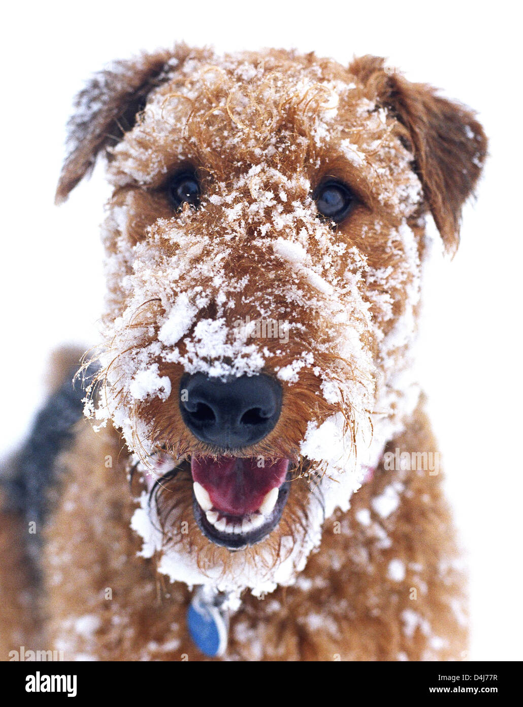 Portrait of Airedale terrier with snow on his face in winter. Stock Photo
