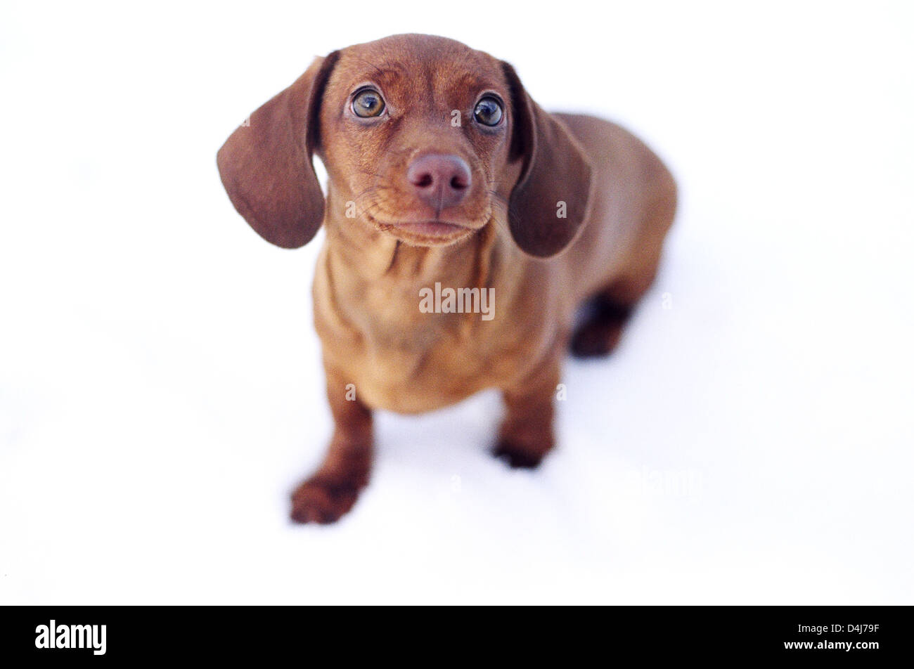 Dachshund puppy standing in snow Stock Photo - Alamy