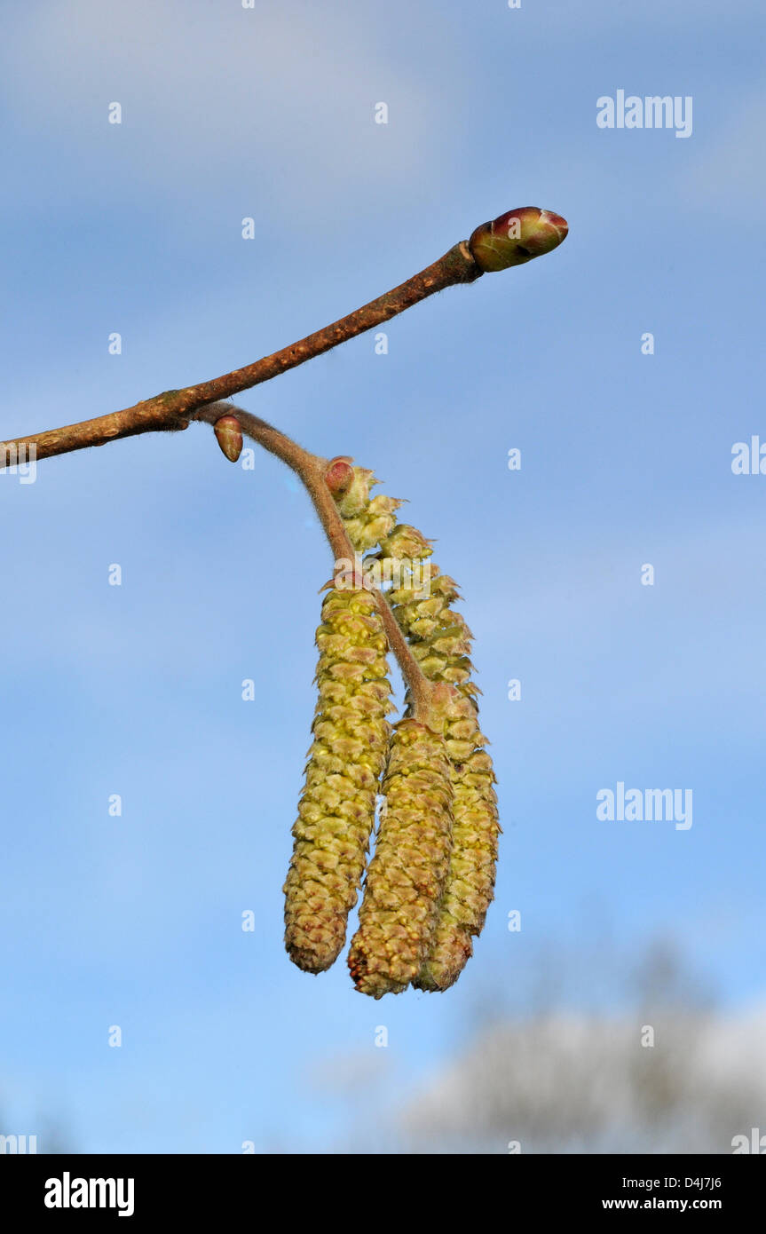Signs of spring: After weeks of cold winter weather, a hazel twig with buds and catkins shows the spring season is finally on its way in Ceredigion, Wales, UK. 14-Mar-2013 Stock Photo
