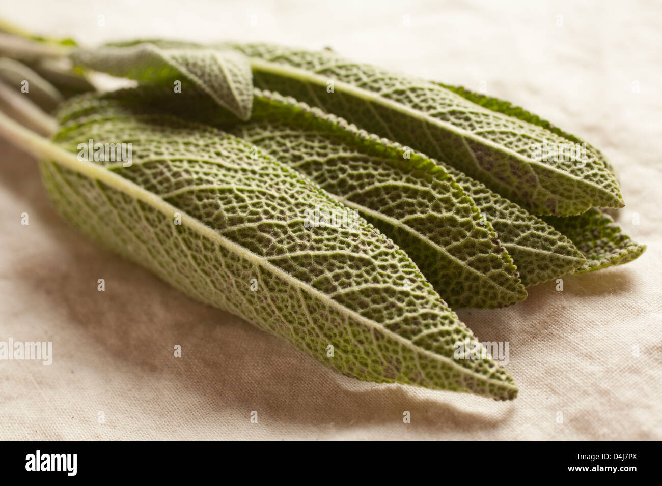 bunch of fresh sage leaves Stock Photo Alamy