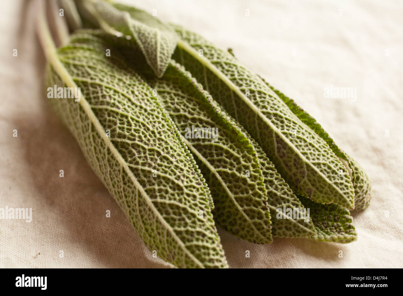 bunch of fresh sage leaves Stock Photo