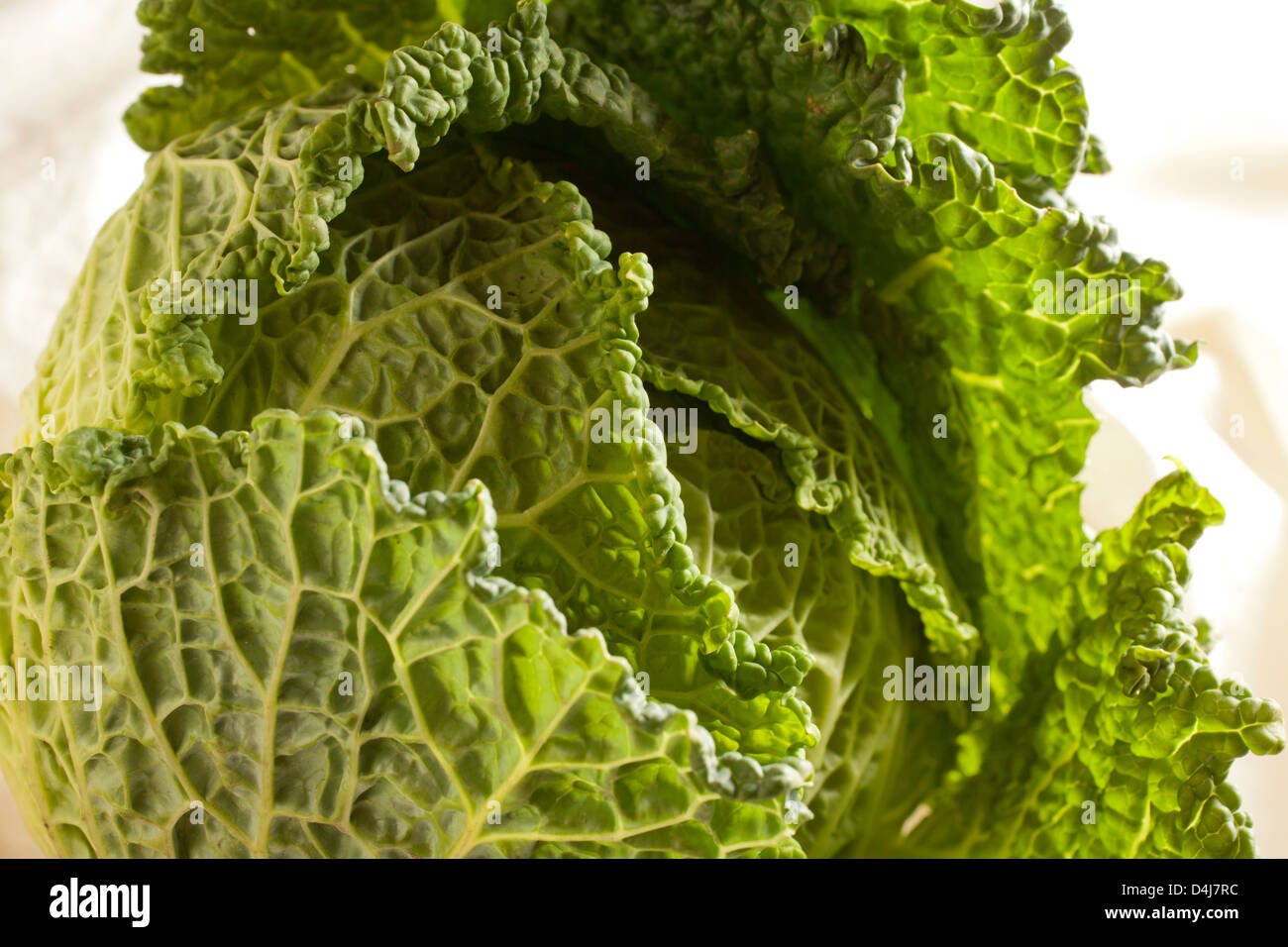 A head of savoy cabbage Stock Photo Alamy