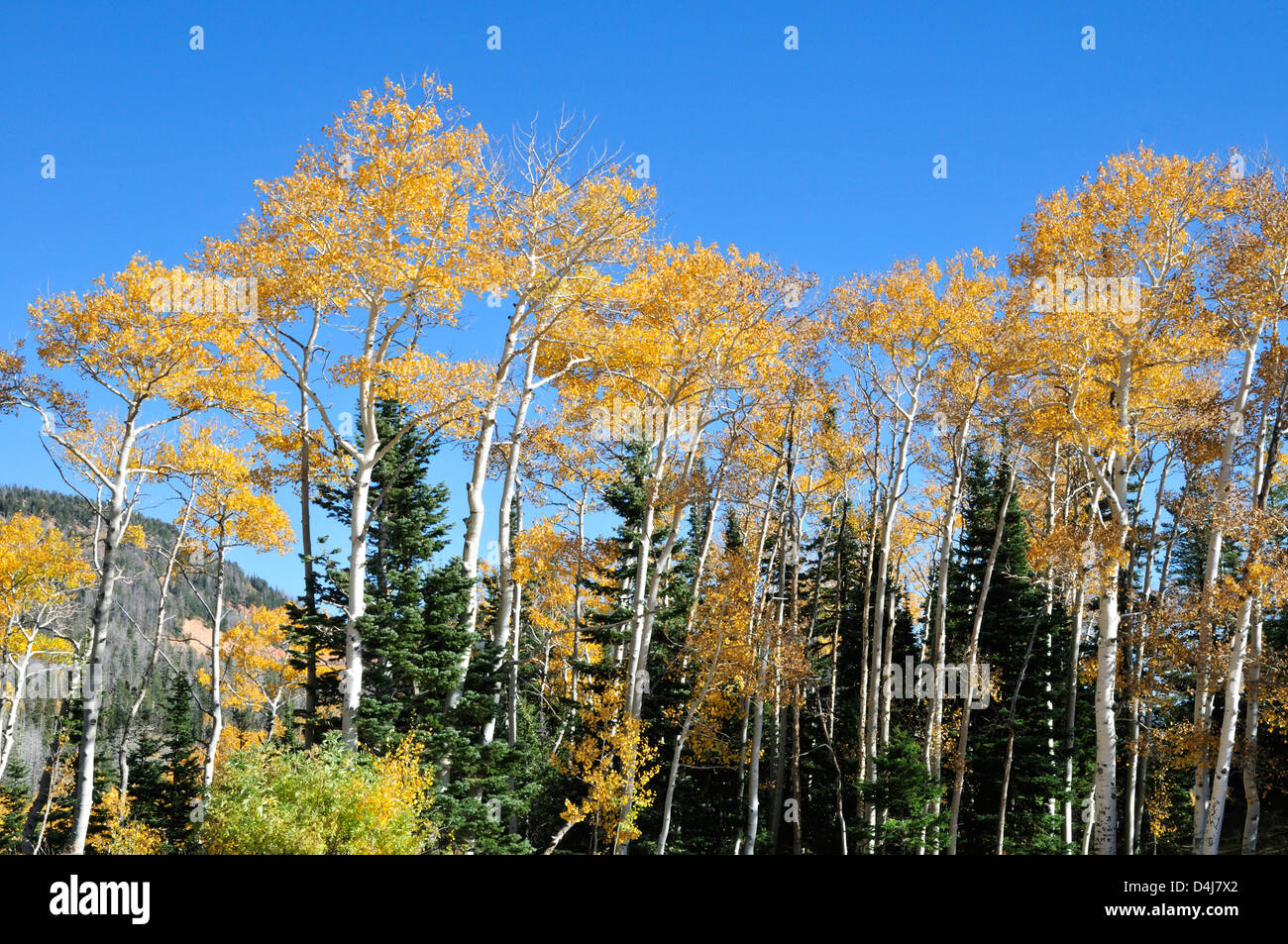 Aspen trees decked out in fall colors, growing among evergreens near