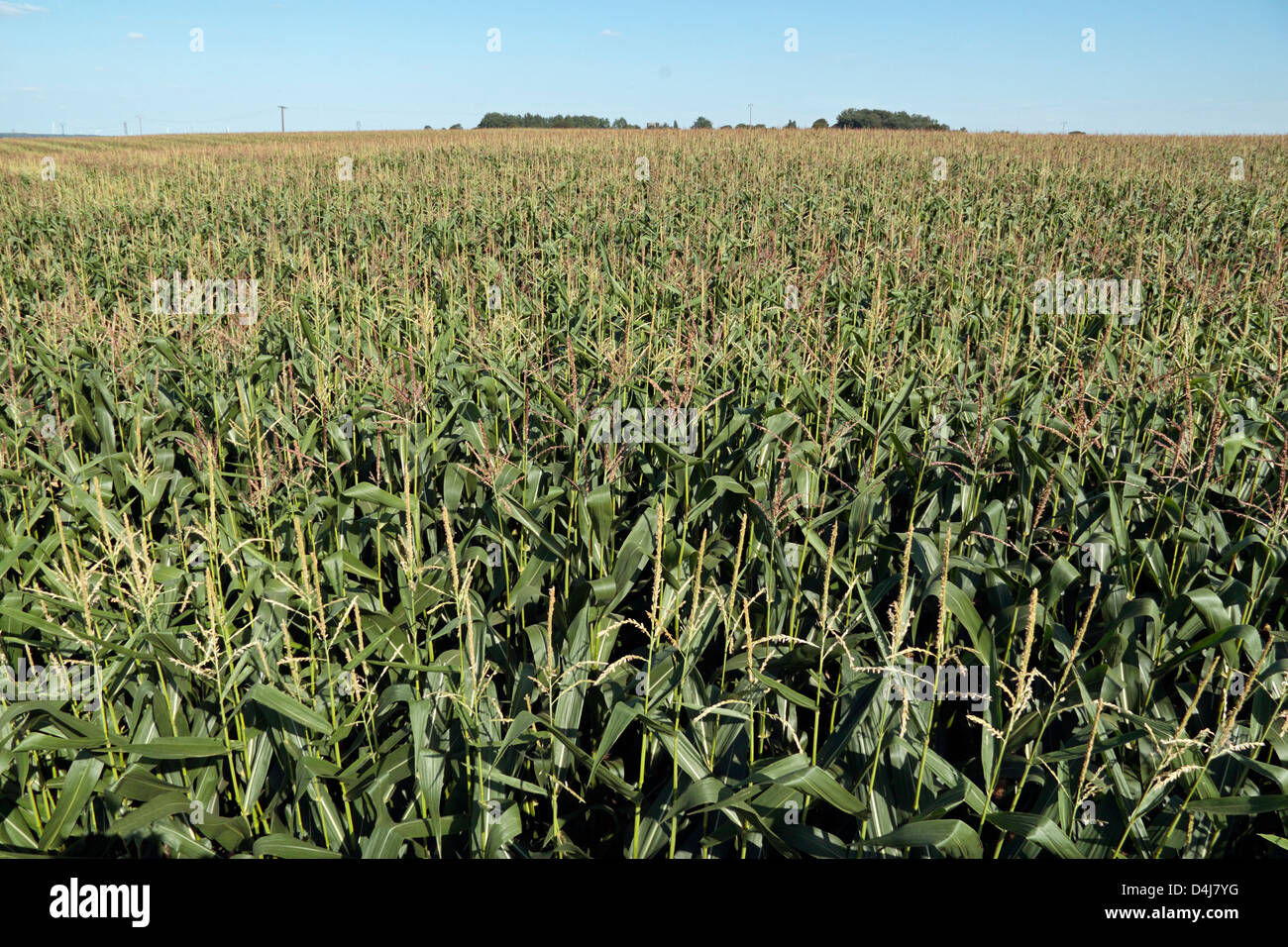 A field of maize/corn stalks growing in northern France.  This area was part of No Mans Land on the WWI Somme Battlefield. Stock Photo