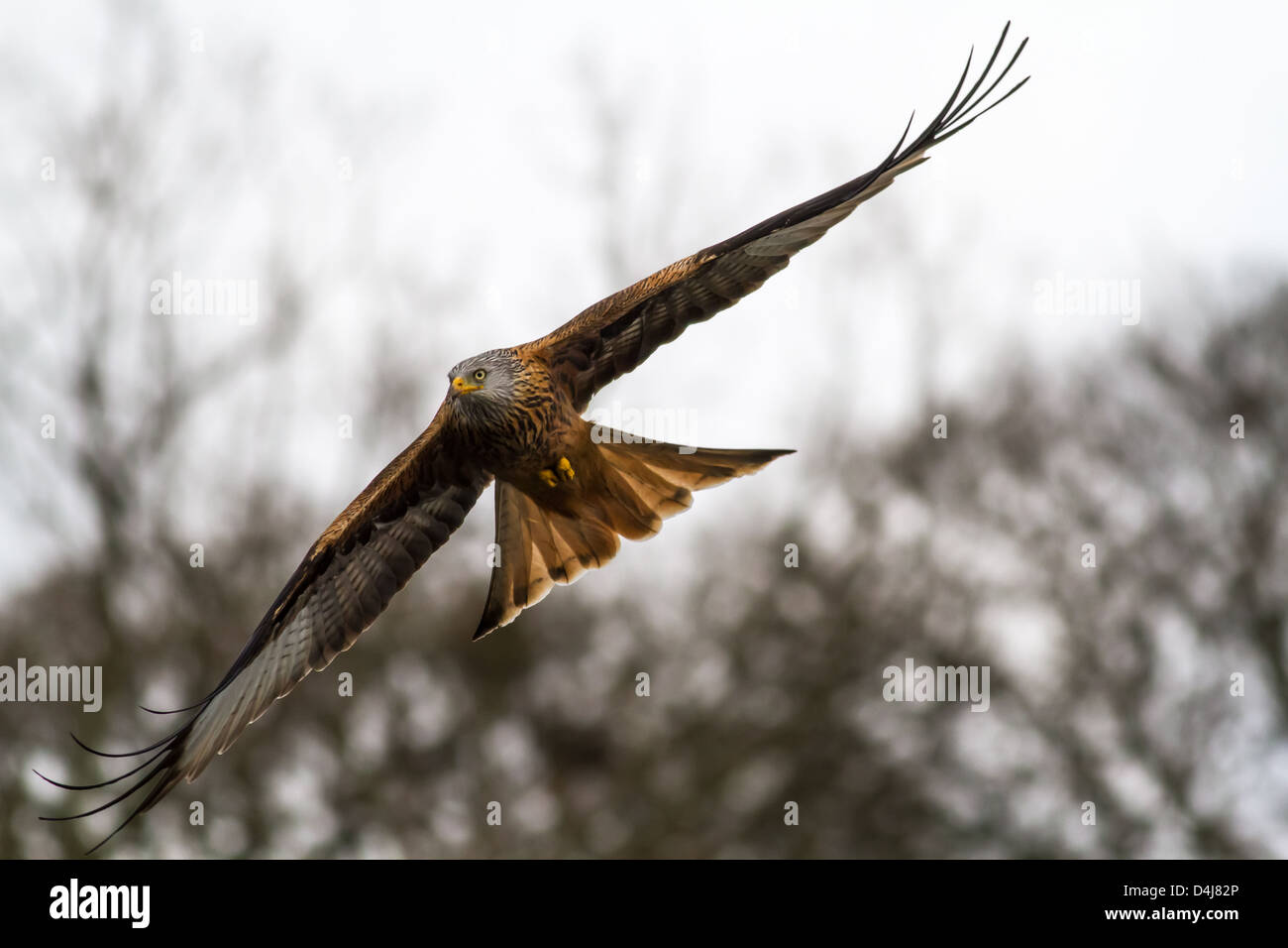 Red kite swooping in a clearing in the woods. Stock Photo