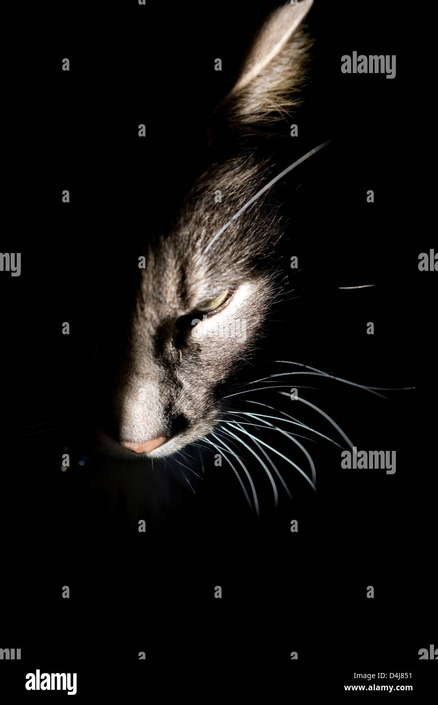 cats whiskers, cat, black, kitten, pet, face, background, shadow, gray