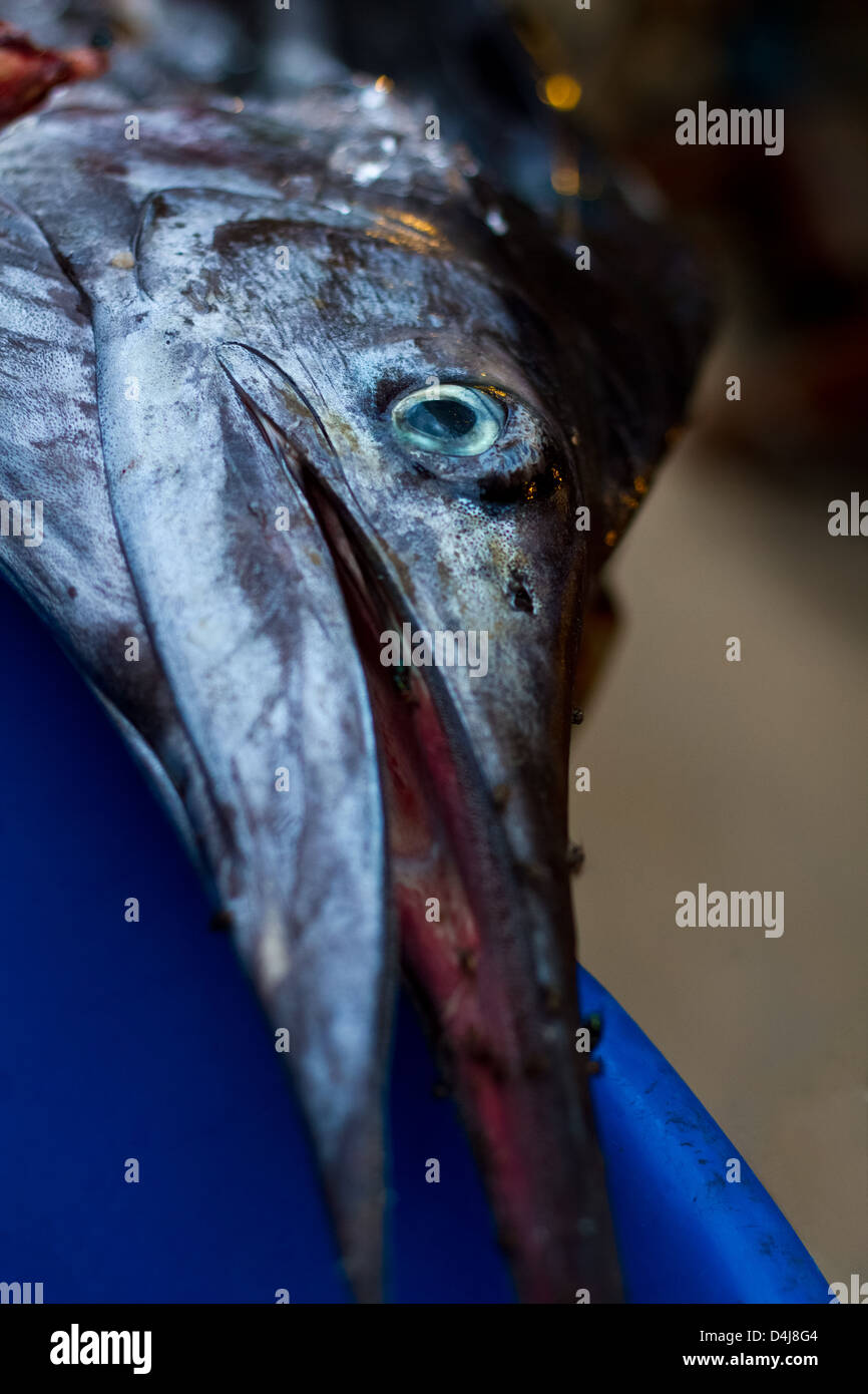 The fastest fish on the planet for sale at a Thai fish market. Stock Photo