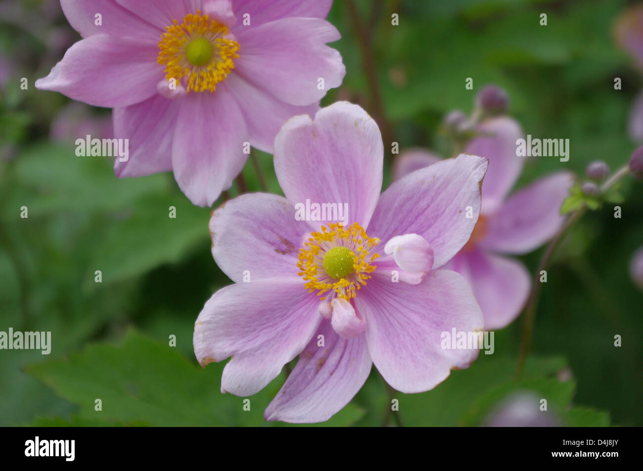 Pink Japanese anemone, Anemone hupehensis, close Stock Photo