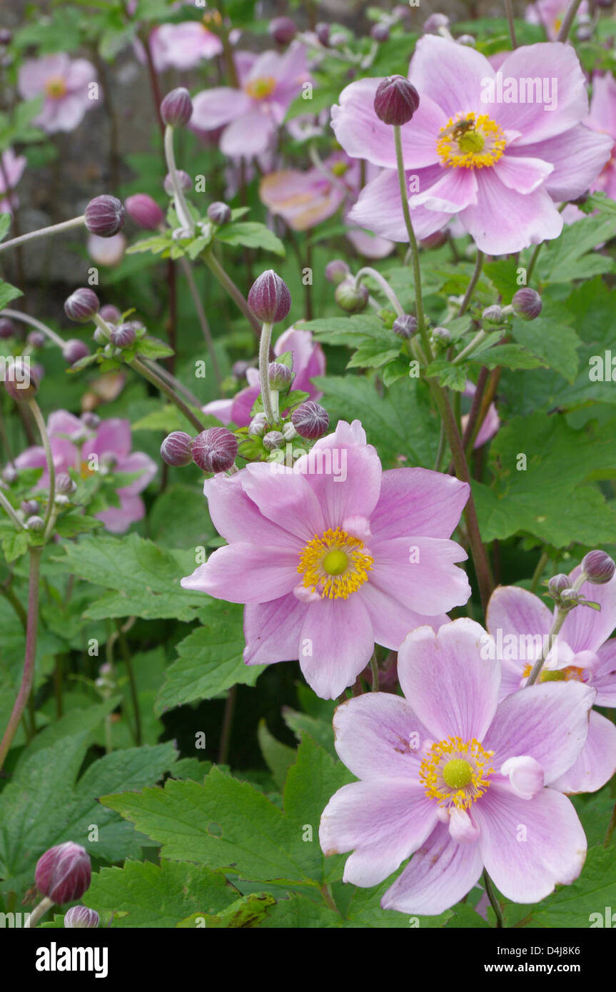 Pink Japanese anemone, Anemone hupehensis, showing buds and open flowers Stock Photo