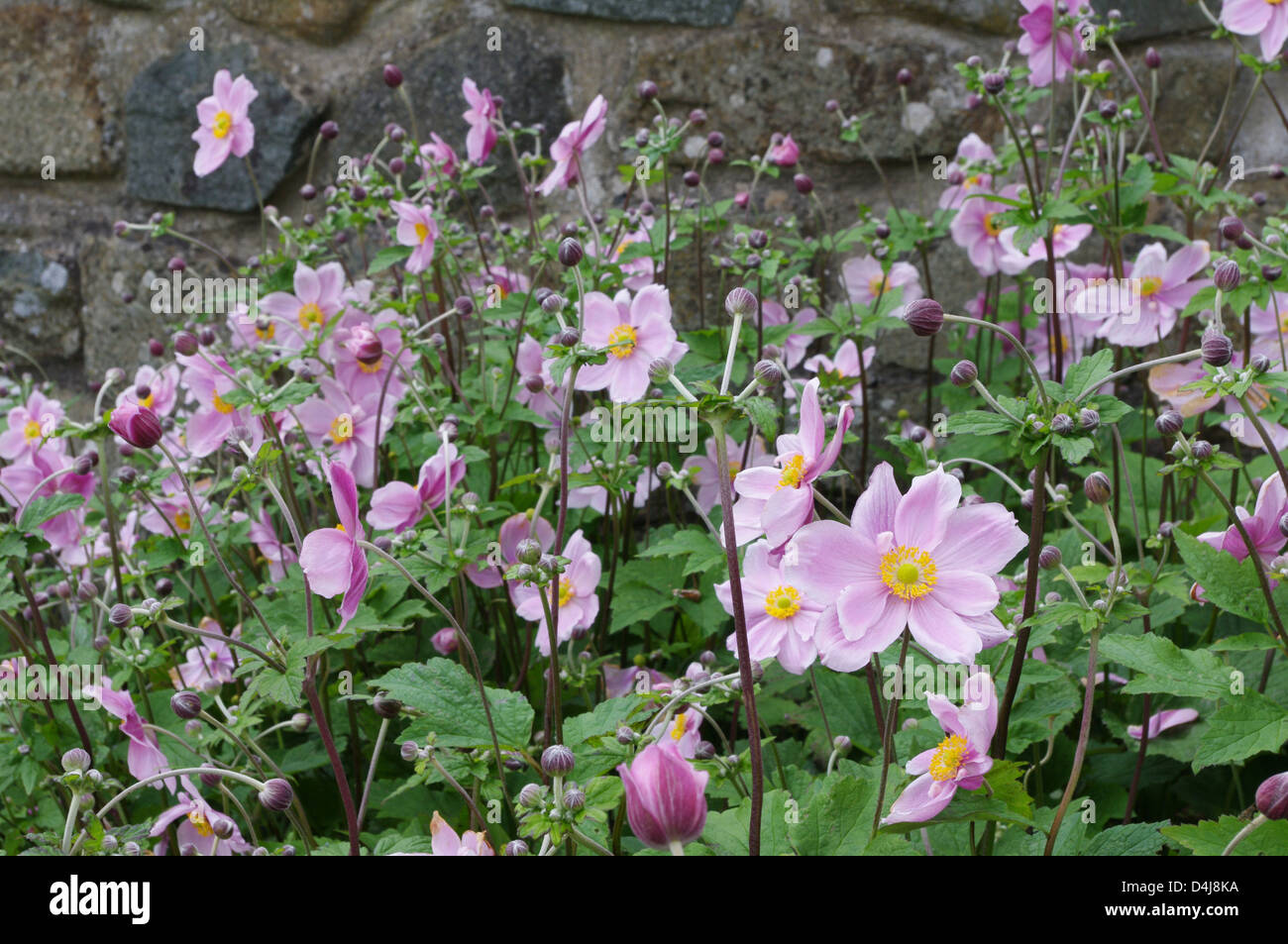 Pink Japanese anemone, Anemone hupehensis, large clump of flowers and buds with stone wall behind Stock Photo