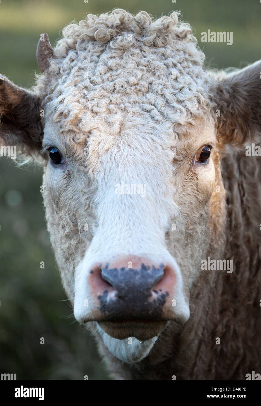 Cow with Curly Quiff Stock Photo