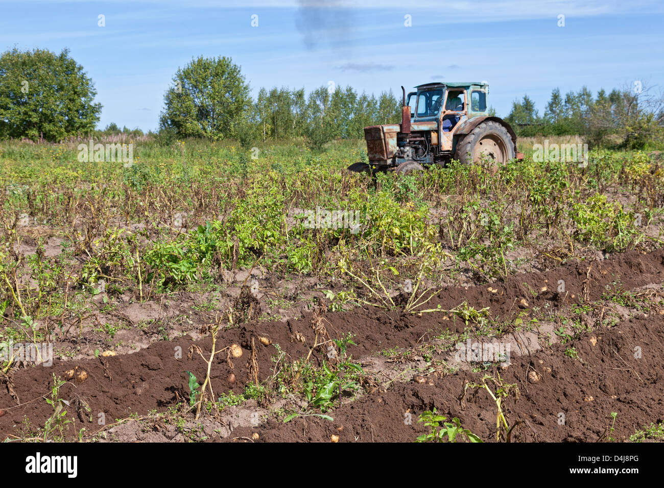 Картофельные поля франции. Капельное орошение павлония. Точное земледелие. Картофельное поле. Яльчики поля.
