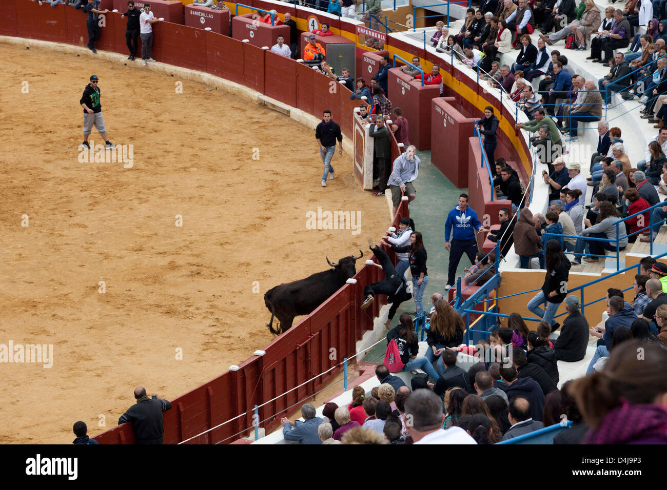 Man being tossed over perimeter fence by bull in Spanish bullring whilst being chased by heifer Stock Photo