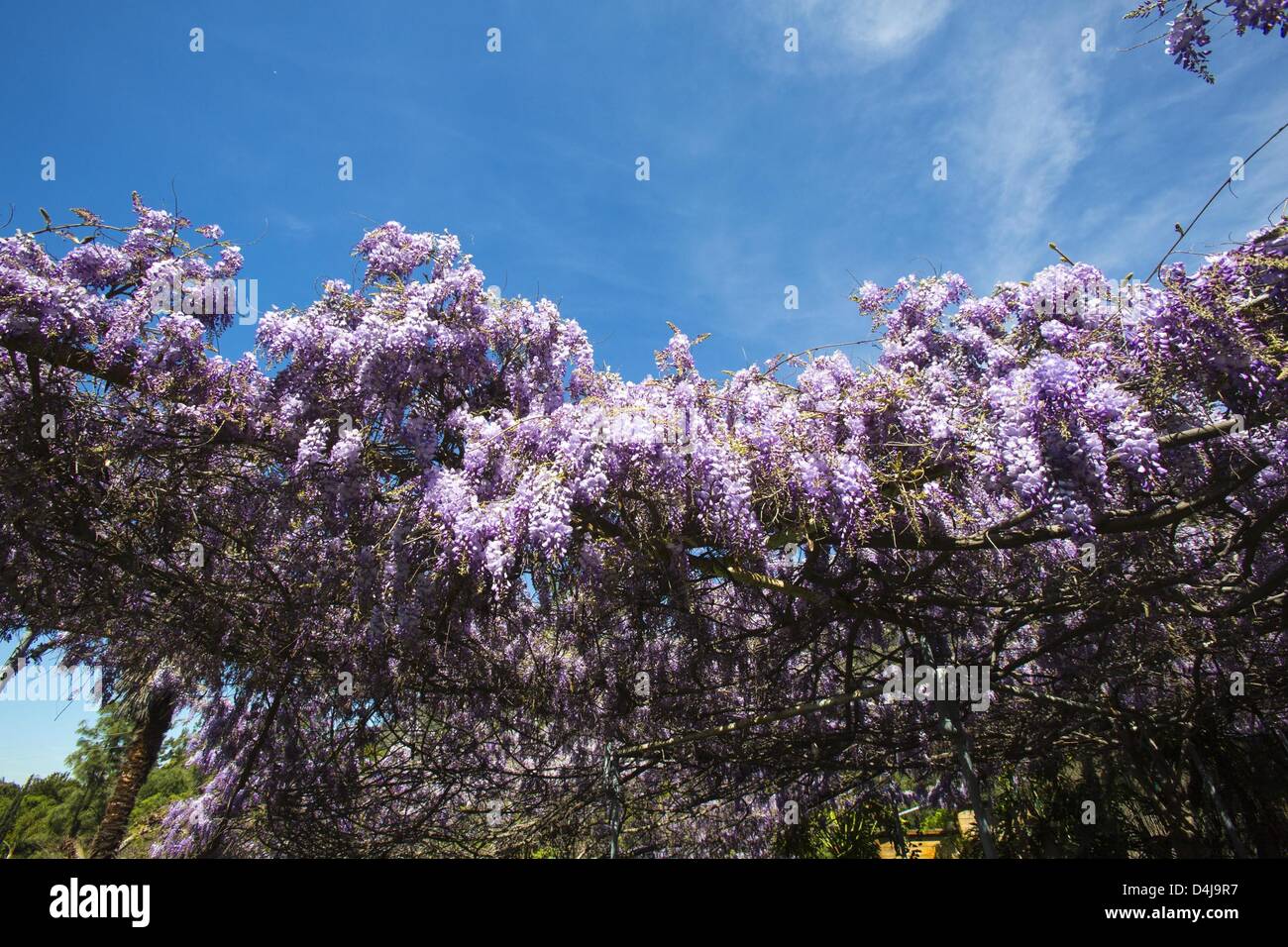 Los Angeles, California, USA. 14th March 2013. The wisteria vine blooming  at a Sierra Madre home on March 14, 2013 near Los Angeles, California. The  wisteria vine is more than one acre
