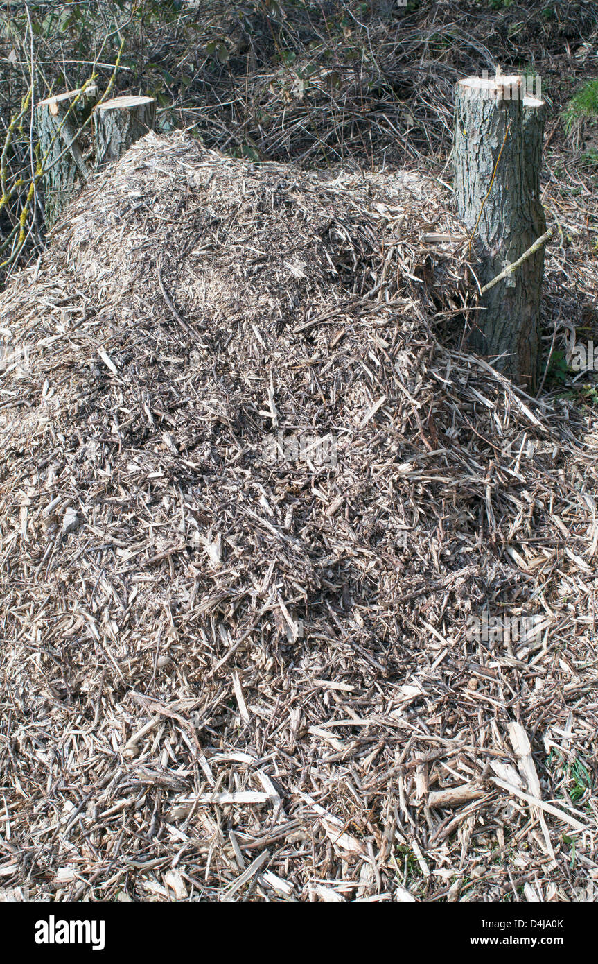Pile of wood chippings for use a a garden mulch Stock Photo