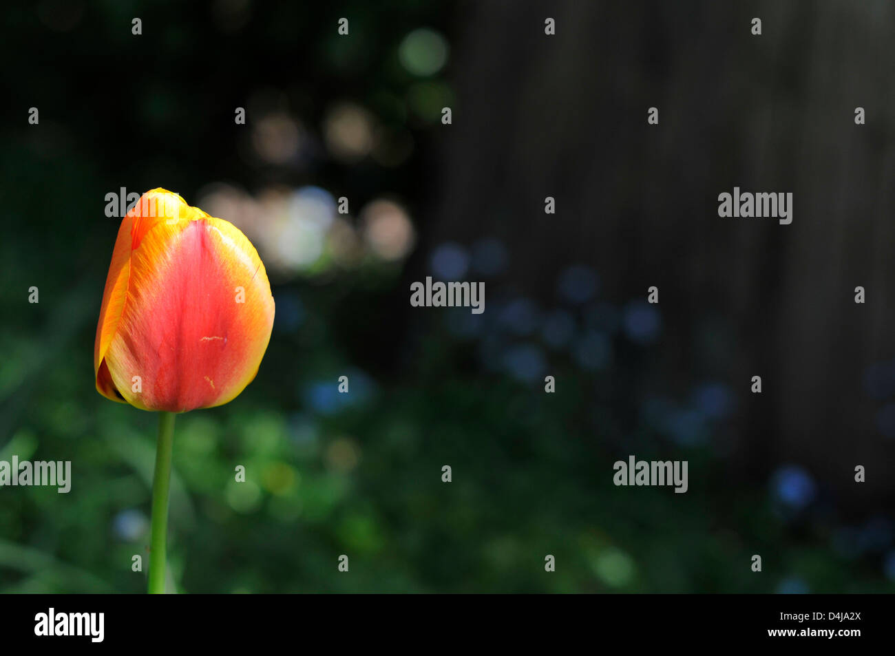 A red and yellow tulip against a dark background on the edge of a section of English woodland. Stock Photo