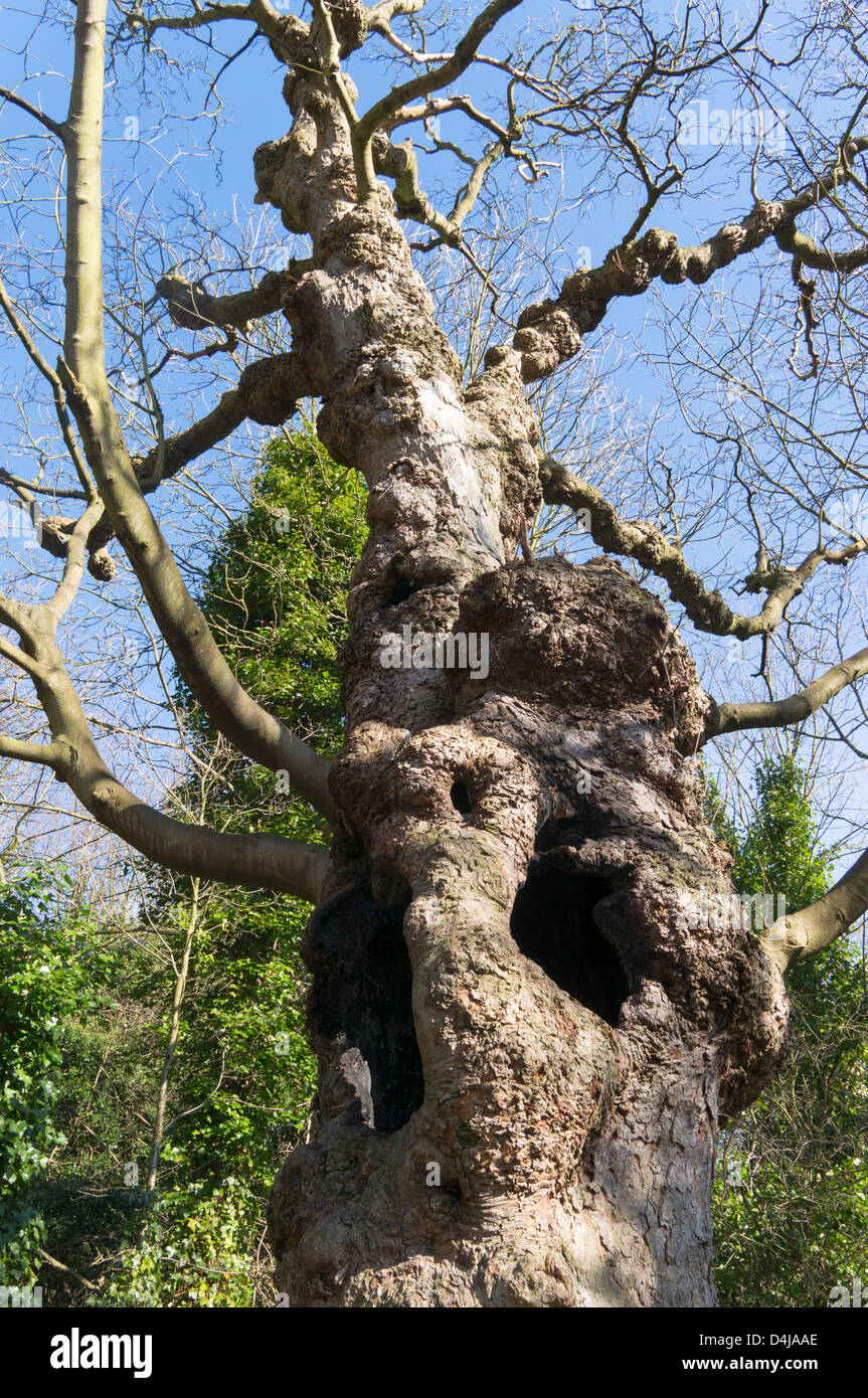 Gnarled holes hires stock photography and images Alamy
