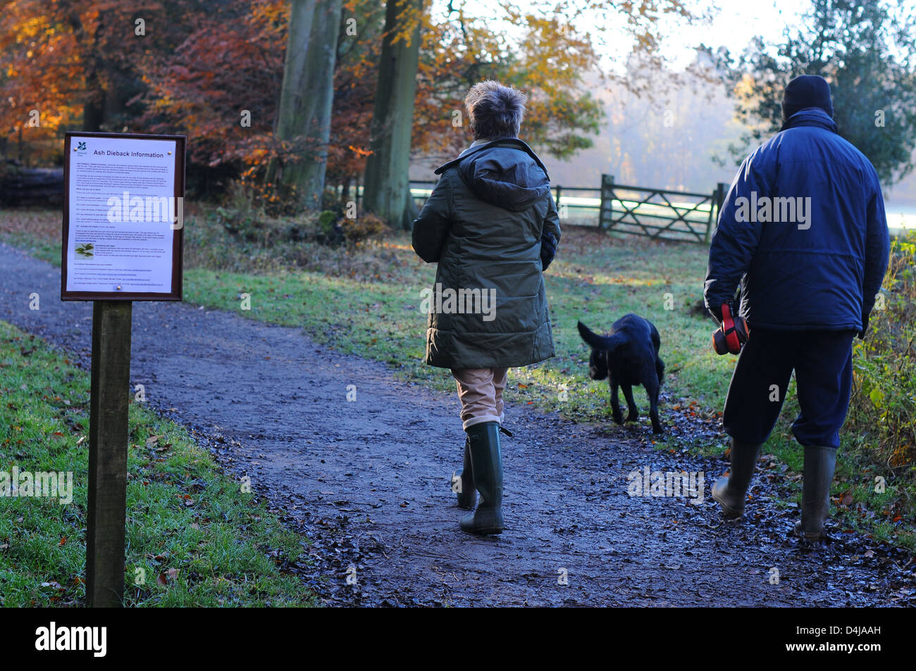 A sign in Ashridge Forest advising visitors about Ash Dieback Disease. Stock Photo