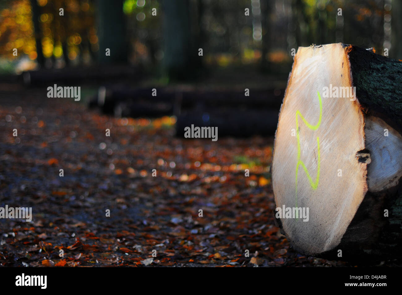 A timber stacking/logging area in Ashridge Forest, England. Stock Photo