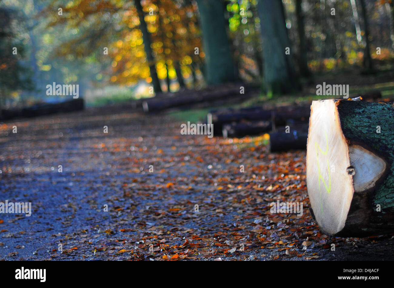 A timber stacking/logging area in Ashridge Forest, England. Stock Photo