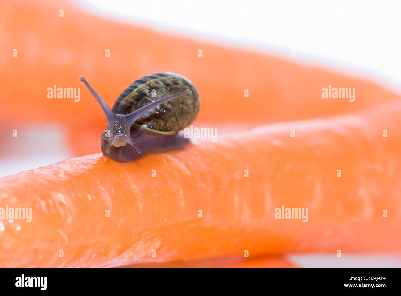 small snail with orange carrots on white background Stock Photo Alamy