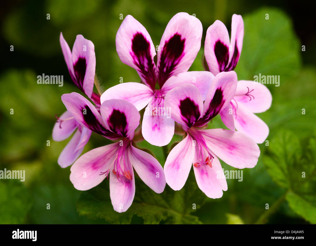 Cluster pink flowers green leaves hi-res stock photography and images ...