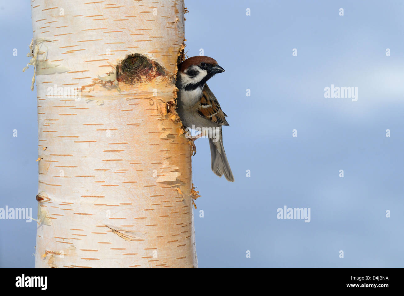 Feldsperling (Passer montanus) Tree Sparrow • Ostalbkreis, Baden-Württemberg, Deutschland Stock Photo