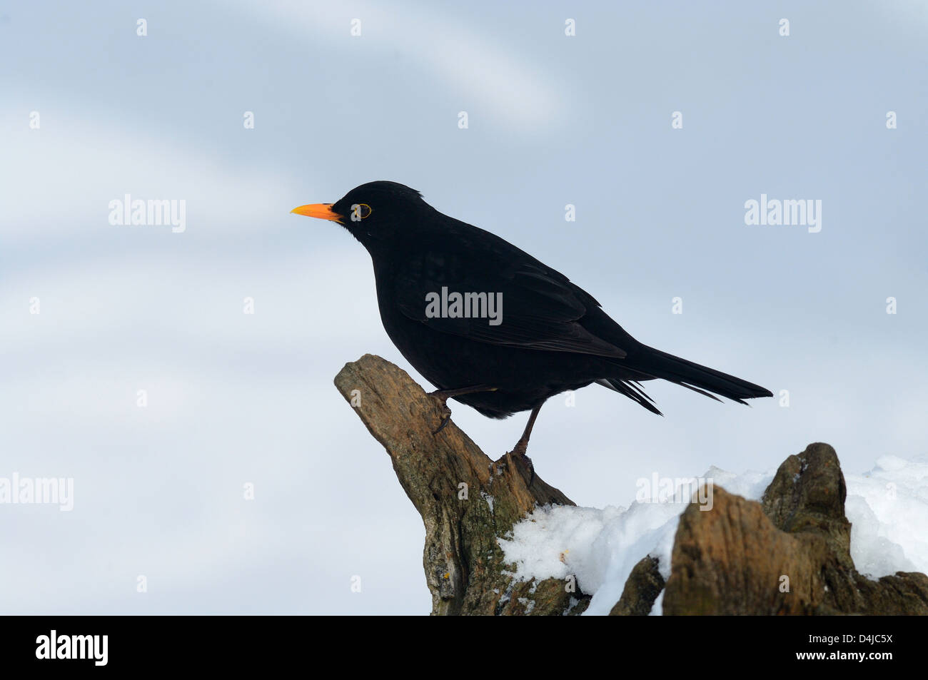 Amsel, Männchen (Turdus merula) Blackbird, male • Ostalbkreis, Baden-Württemberg, Deutschland Stock Photo