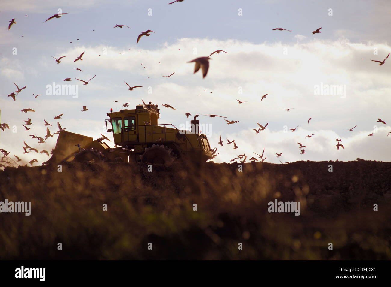 Bulldozer and seagulls on landfill site Stock Photo