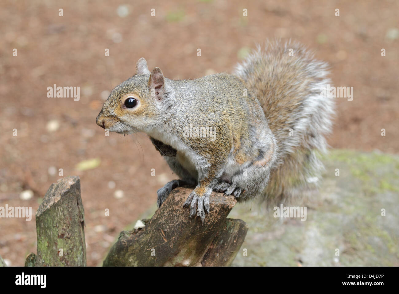 gray squirrel Stock Photo