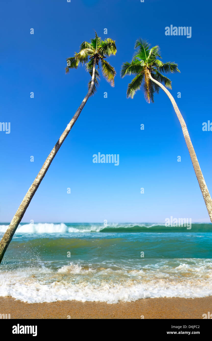 Beach blue sky sea palm trees sunny hi-res stock photography and images ...