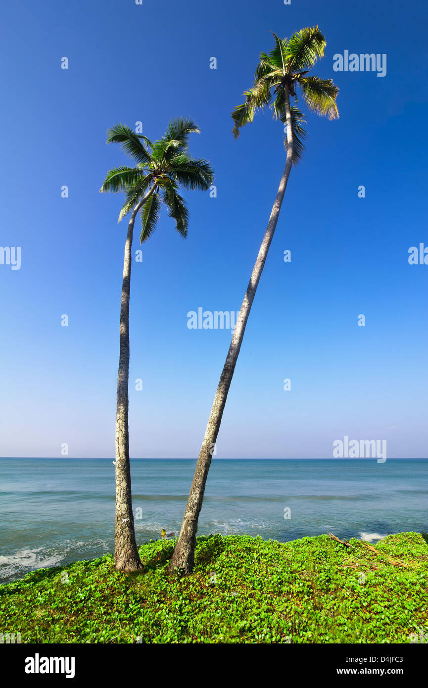 Beautiful tropical landscape with ocean beach and palm trees under blue ...