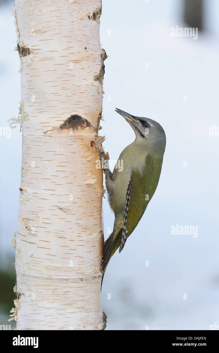 Grauspecht, Weibchen (Picus canus) Grey-headed Woodpecker, female • Ostalbkreis, Baden-Württemberg, Deutschland Stock Photo