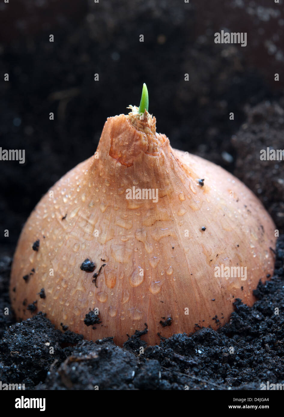 organically grown onion Stock Photo