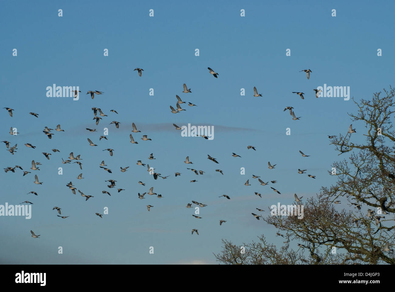 Flock of Woodpigeons taking off from oak tree on sunny winter day Stock Photo Alamy