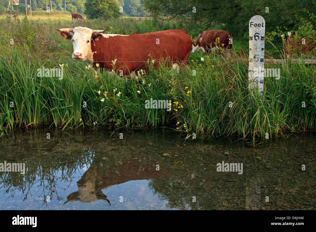 Horned Hereford cow standing in a field besides a river with a depth marker, it's reflection in the still water. Stock Photo