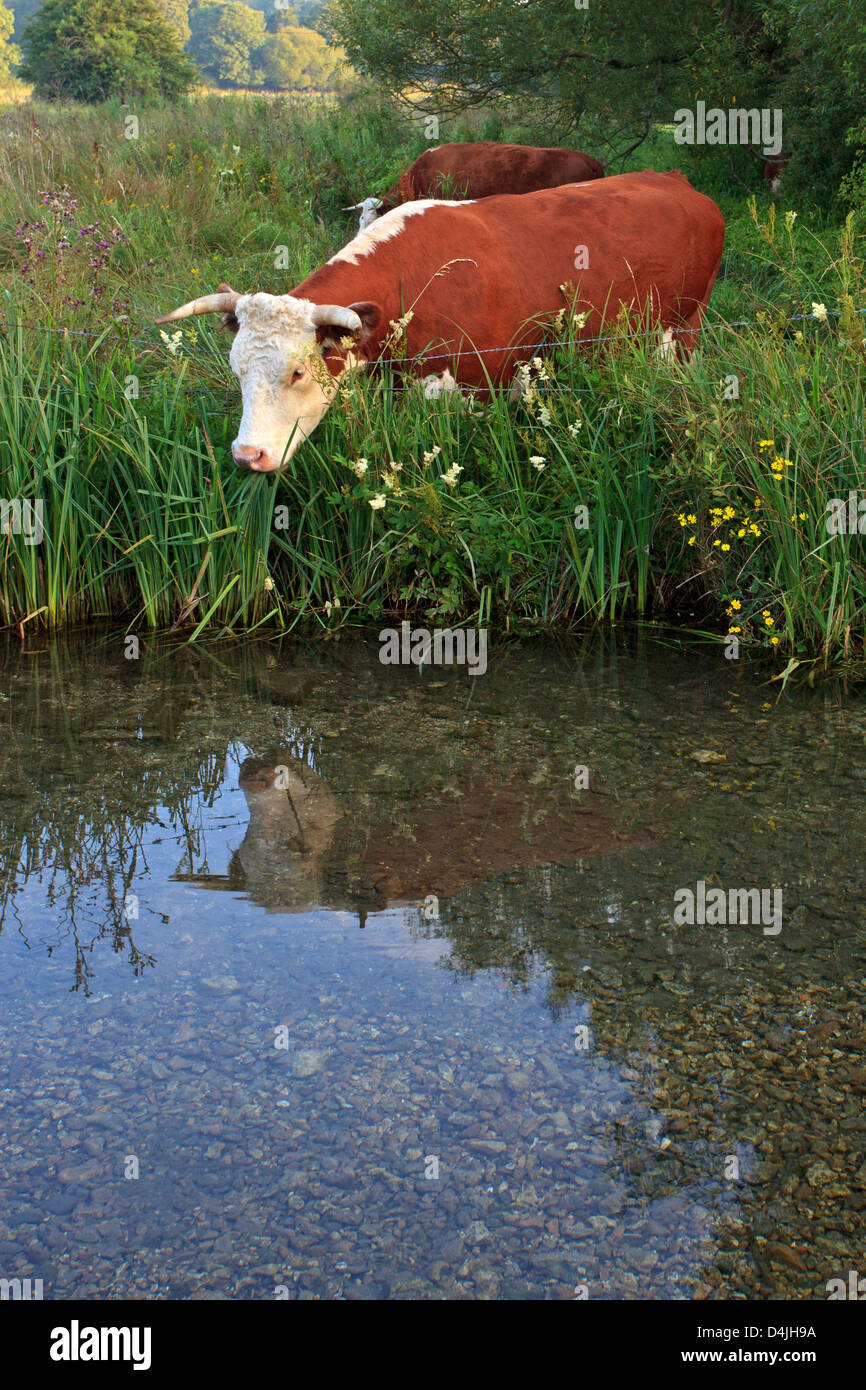 A Horned Hereford cow looking at it's reflection in the still waters of a river. Stock Photo