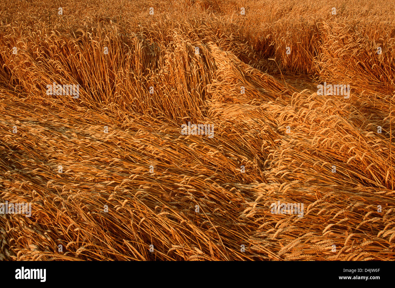 Field of barley. France Stock Photo - Alamy