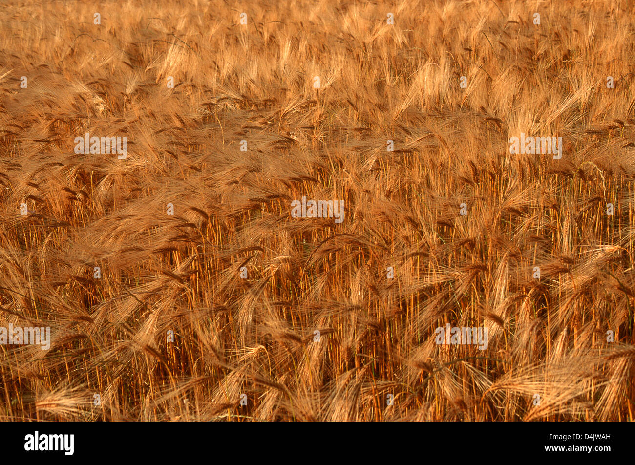 Field of barley. France Stock Photo - Alamy