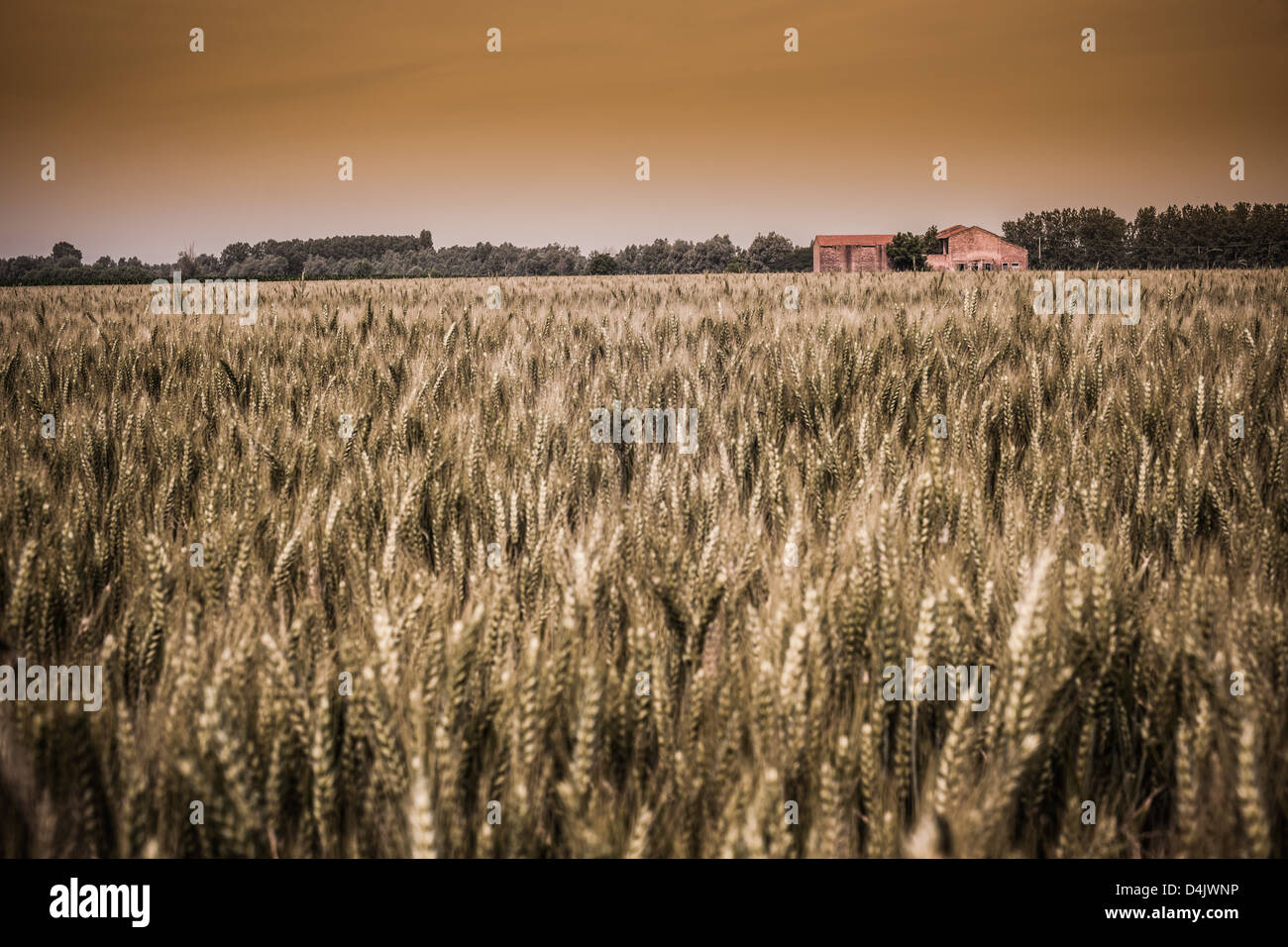 Field of tall grass in rural landscape Stock Photo