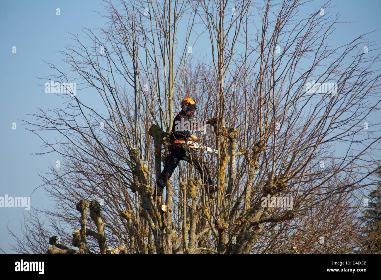 Chainsaw pruning hi-res stock photography and images - Alamy