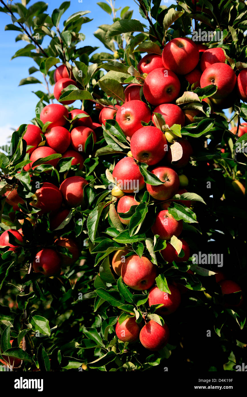 Altes Land, apple tree with fruits, Lower Saxony, Germany Stock Photo
