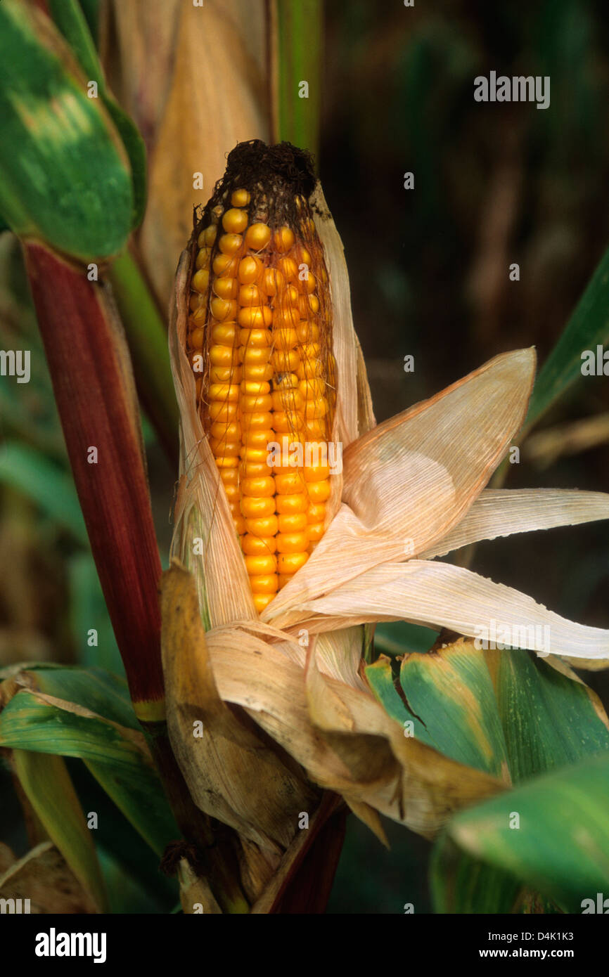 Corn cob, Maize (Zea mays) Stock Photo