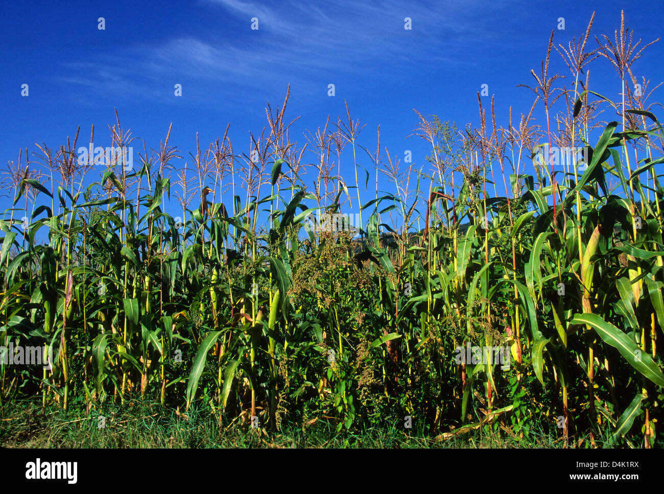 Maize field.  Auvergne. France. Stock Photo